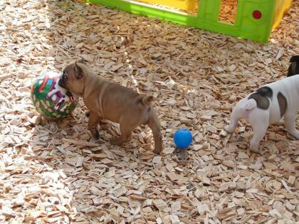 Französische Bulldoggen bereit für ein neues liebevolles zu Hause.