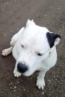 Dogo Argentino Rüde, unkastriert, gechipt, geimpft, entwurmt