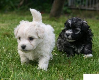 Bichon Frise Welpen Zu Verkaufen