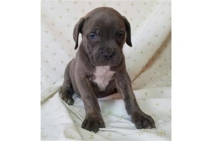 Cane corso welpen - noch 2 schwarze weibchen frei12