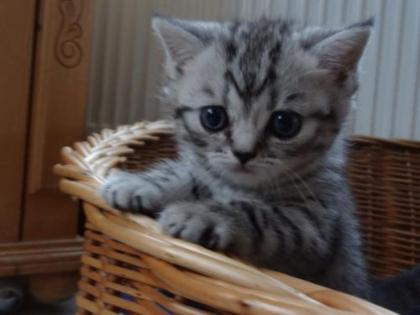 BKH Kitten abzugeben