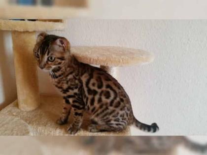 Bengalischen Kitten mit Stammbaum