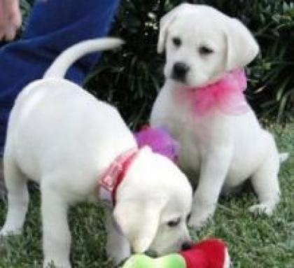 Labrador Welpen, männlich weiblich,