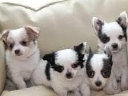 Chihuahua Welpen