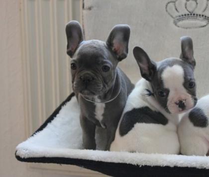 Französische Bulldogge Welpen Blue/ Blau mit Papieren