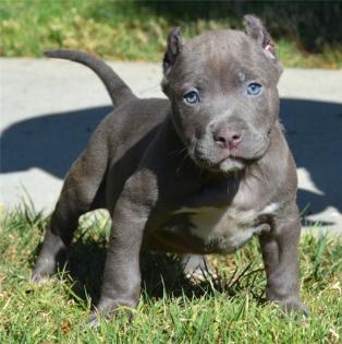 Super Süßer Pit bull Welpe mit Papieren