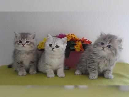 Britisch Kurzhaar und Britisch Langhaar- Babys