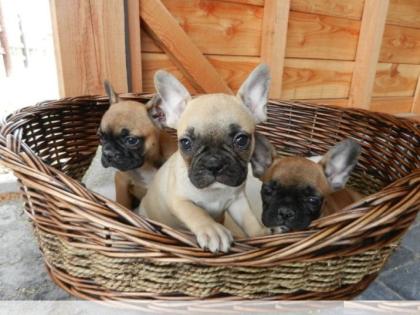 FRANZÖSISCHE BULLDOGGEN WELPEN GECHIPT, ENTWURMT GEIMPFT