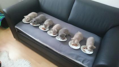 7 BKH kitten zum sofort verlieben