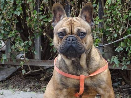 Französische bulldogge babys