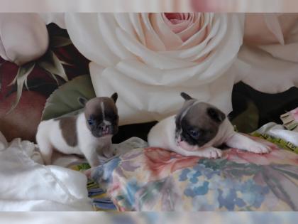 Französische Bulldoggen Welpen mit Ahnentafel