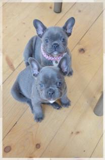 Französische Bulldoggen Welpen mit Papiere in Blue Red Fawn