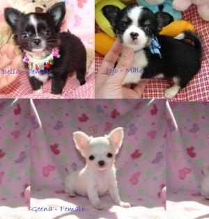Chihuahua Welpen