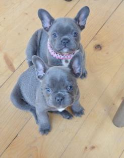 Blaue Französische Bulldogg