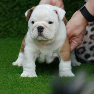 Englische Bulldoggen Welpen zu verkaufen
