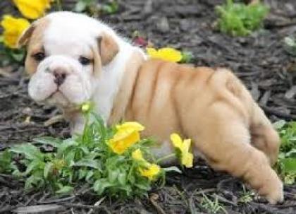 Englische Bulldogge Rassehunde Dogge