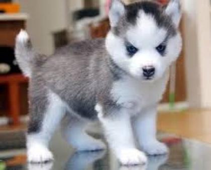 Unsere Siberian Husky Welpen, .