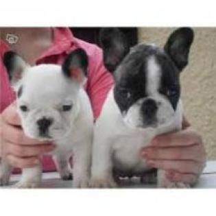 Rassehunde Französische Bulldogge