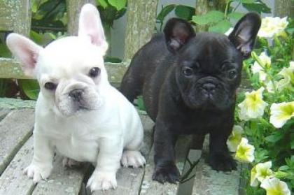 Blaue Französische Bulldogg reinrassig,