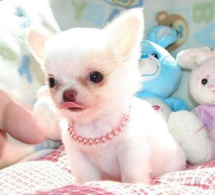 Langhaar Chihuahua Welpen Stammbaum