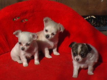 Süße MINI Chihuahua Welpen tolle Farben