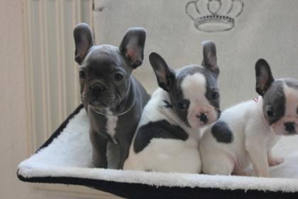 Französische Bulldoggen Welpen mit Papiere in Blue Red Fawn