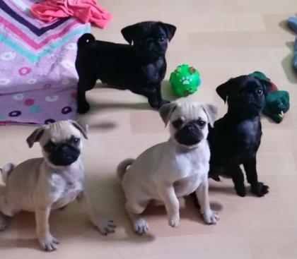 Liebevolles Zuhause Mops welpen Whatsapp 4915145672158