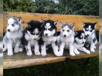 Traumhaft schöne Husky - Welpen