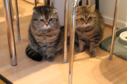 Britissche Kater und Scottish Kater