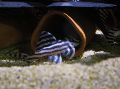 Qualität L46 Zebra Hypancistrus
