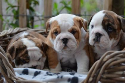 Englische Bulldogge - Welpen - aus liebevoller Familienaufzucht