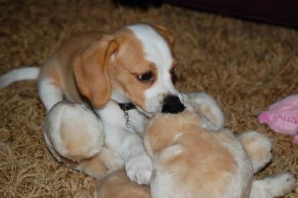 Beagle Welpen geimpft wertvolle . Sie
