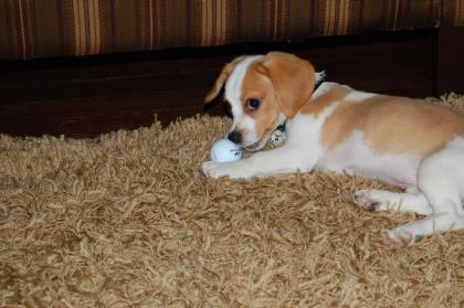 Beagles Welpen mit guten Knochen, gute Winke