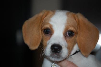 Beagle Welpen Meister