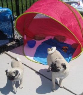 Mops Welpen für ein gutes Zuhause