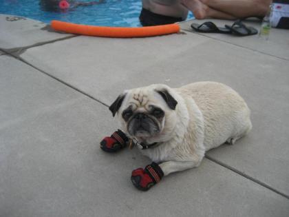 Home Raised Pug Welpen