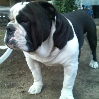 Süße gesund gezogene Englische Bulldogge Welpen