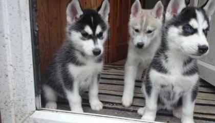 Wunderschöne Siberian Husky Welpen geimpft, gekippt, entwurmt