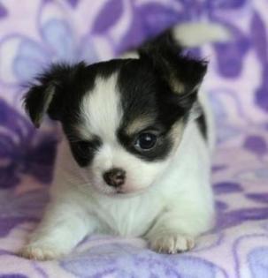 Wunderschöne typvolle Chihuahua Welpen