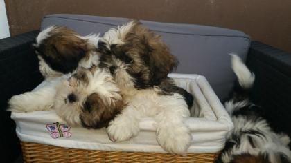 SHIH TZU WELPEN suchen liebevolles Zuhause auf Lebenszeit