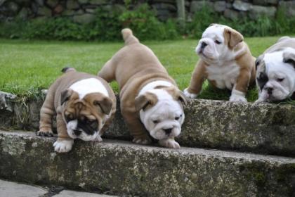 Süße Englisch Bulldogge Welpen mit Papiere Whatsapp 49 176 54920862
