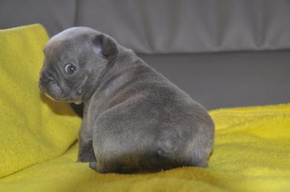 Französische Bulldoggen Welpen mit Ahnentafel Whatsapp 49 176 54920862
