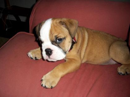Englische Bulldoggen für Rehoming