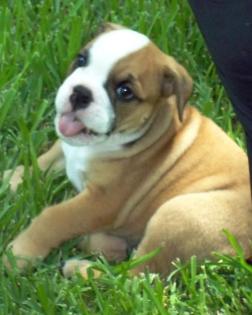12 Wochen alt Englisch Bulldog Puppy