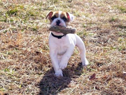 Schöne kleine englische Bulldogge Welpen