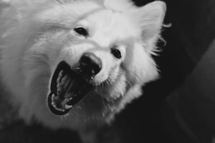 Trauma-Fachberater für Hunde werden.