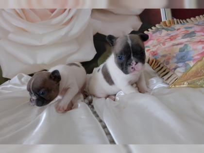 Wunderschöne Französische Bulldogge Welpen mit Chip Pass abgabebereit