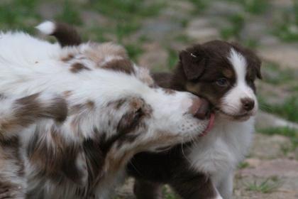 Wunderschöne Miniatur Australian Shepherd Welpen mit Papiere