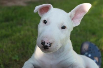 Miniatur Bullterrier Hündin mit Papieren