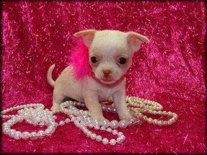 Superkleine Mini Chihuahua Welpen Langhaar und Kurzhaar mit papieren